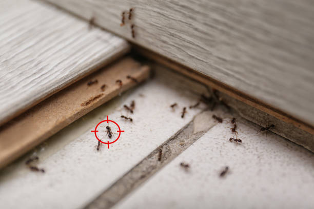 Best Wasp Removal Services  in Marin City, CA